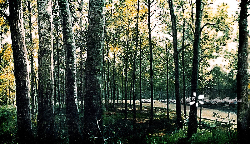 《密林深处》布面油画图片素材