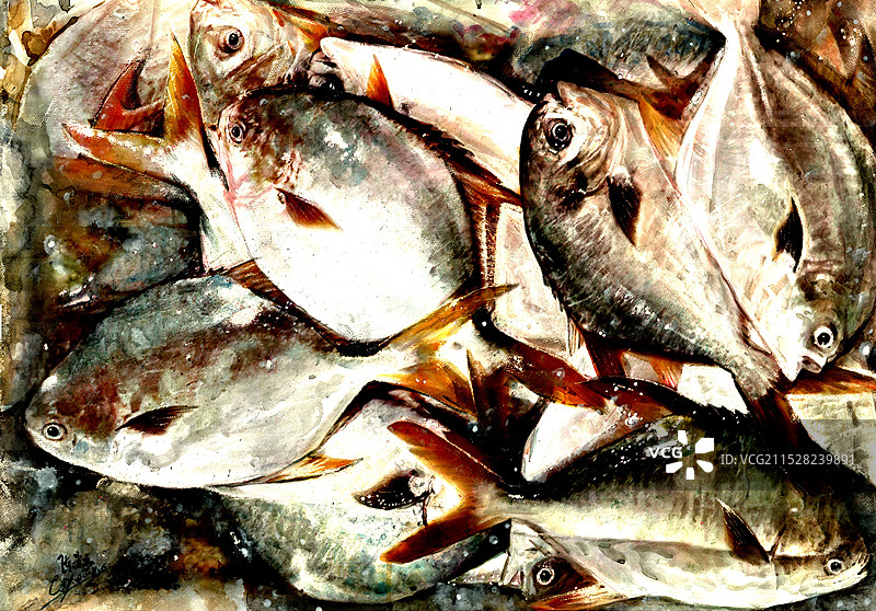 《白鲳鱼》纸本水彩图片素材