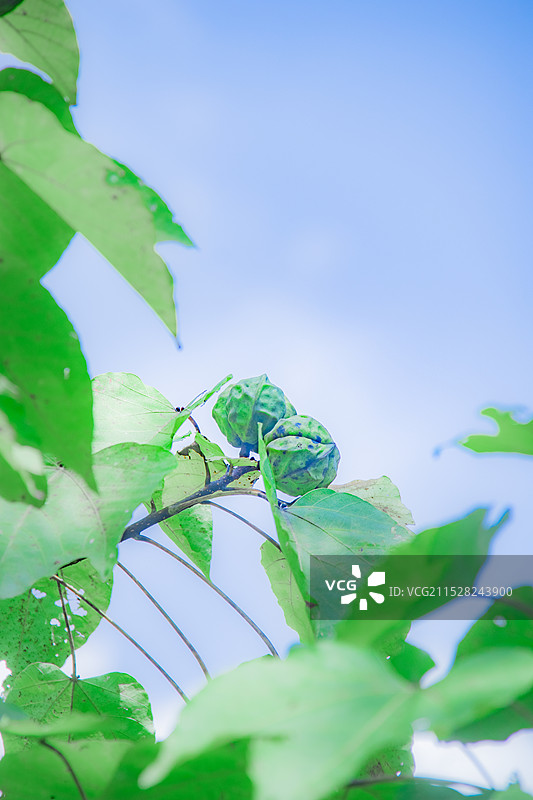 绿色梧桐果树上图片素材