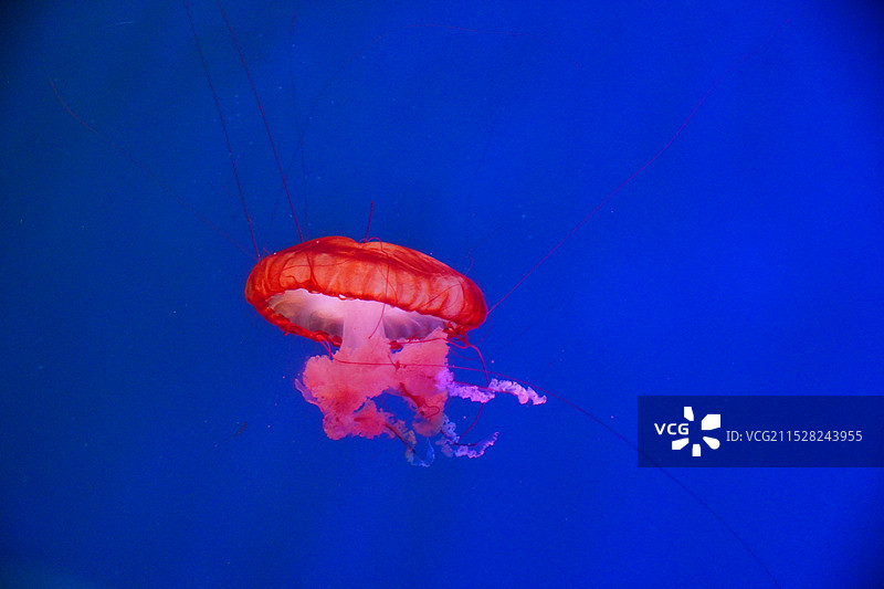 青岛世博园水母馆图片素材