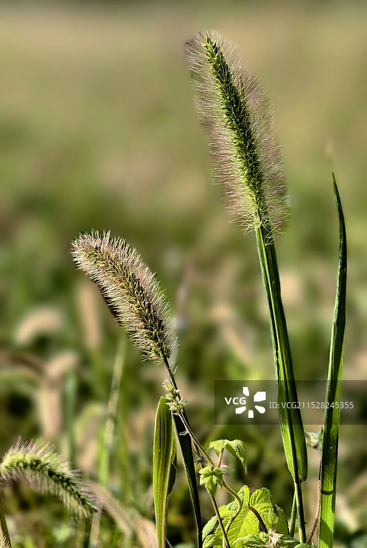 狗尾巴草图片素材
