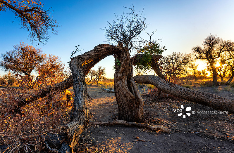 秋天新疆克拉玛依乌尔禾胡杨林日出图片素材