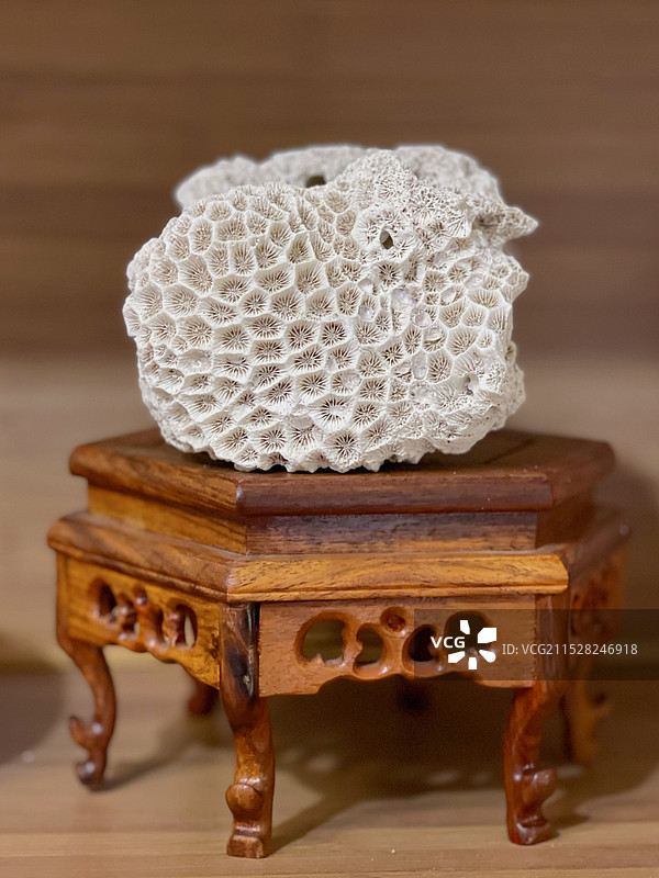 珊瑚美的如梦如幻图片素材