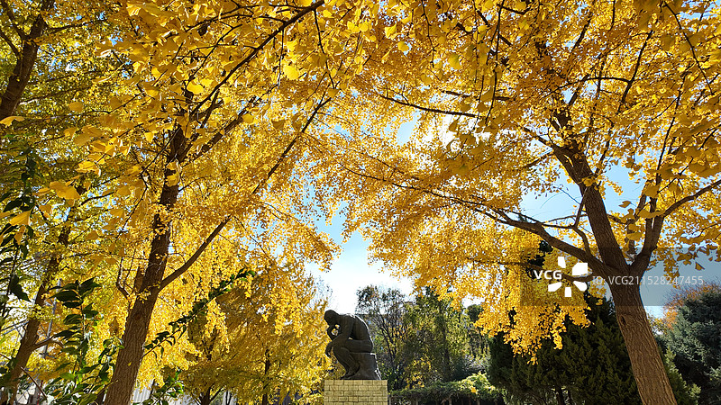 秋季金黄色的银杏叶图片素材
