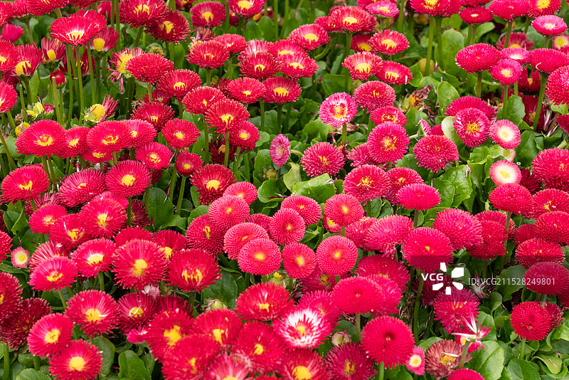 红色雏菊图片素材