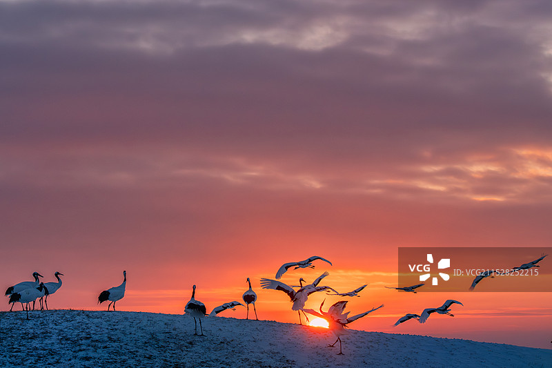 扎龙丹顶鹤保护区日出晨练图片素材