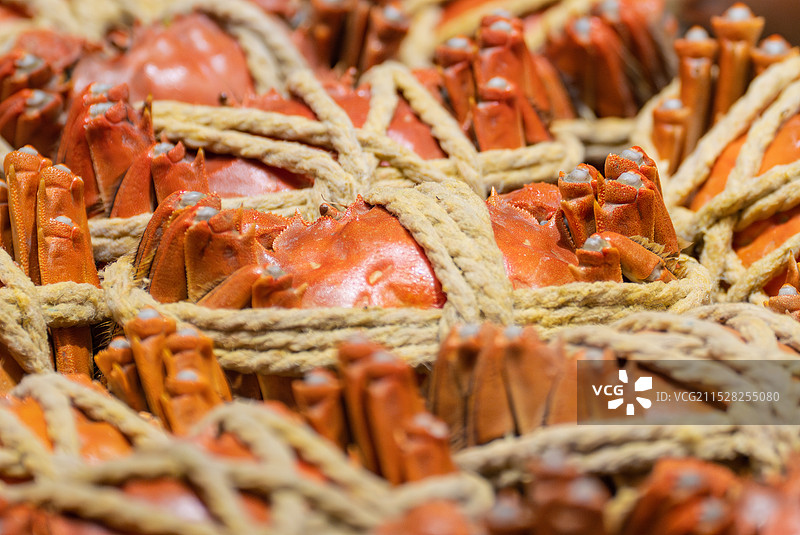 大闸蟹图片素材