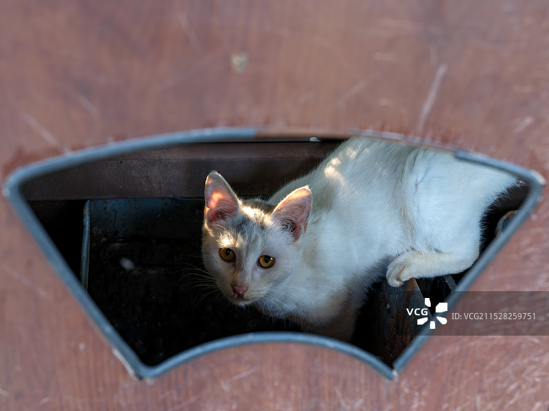 猫坐在容器中的高角度视图图片素材