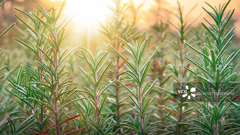 迷迭香图片素材