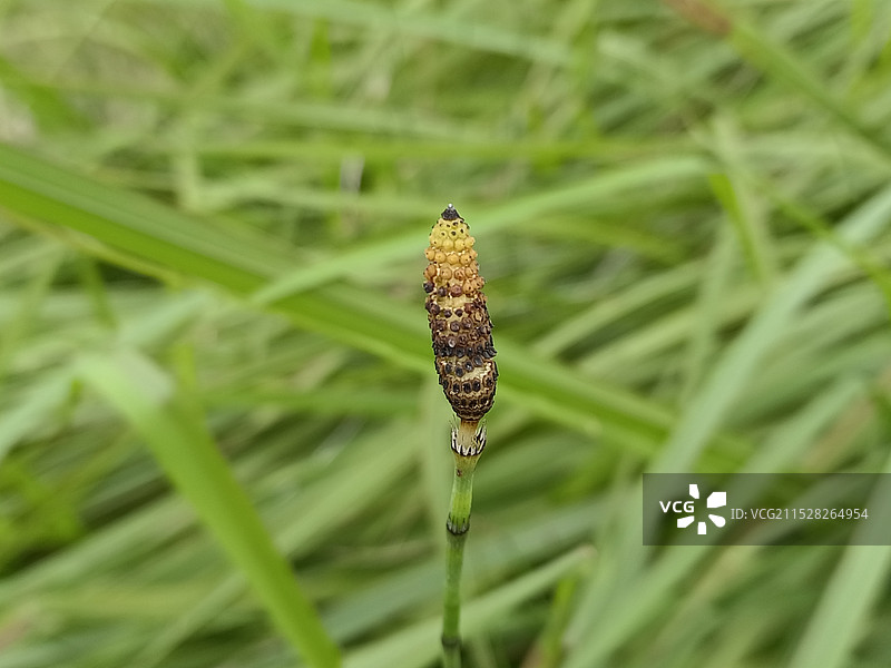 节节草的穗状孢子囊群图片素材