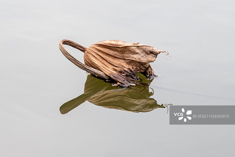 残荷-枯萎的荷花荷叶图片素材