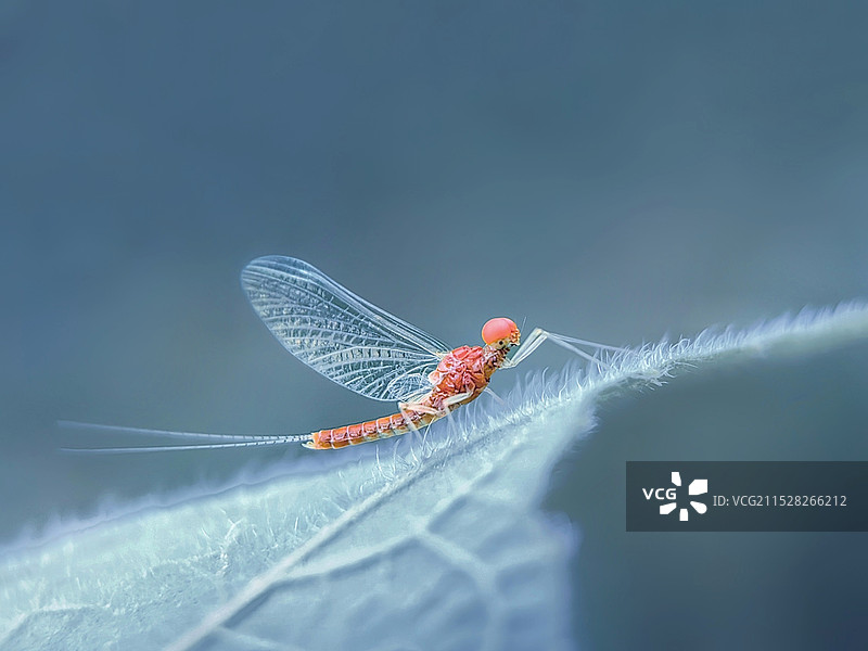 戴贝雷帽的蜉蝣图片素材
