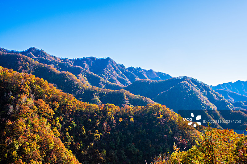 秦岭的秋天——黄花岭图片素材