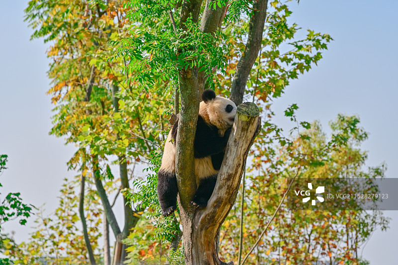 成都大熊猫繁育研究基地 爬树的熊猫“金豆”图片素材