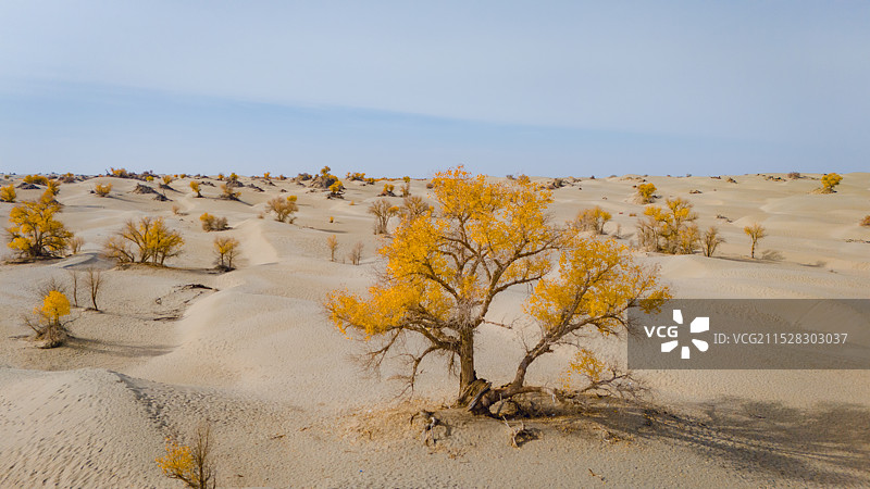 塔克拉玛干沙漠胡杨树图片素材