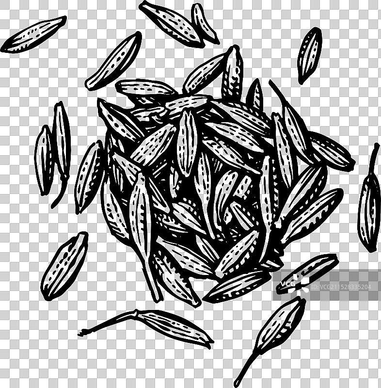 孜然种子的墨水素描图片素材
