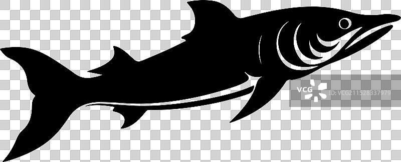 苍白鲟鱼轮廓在白色背景上图片素材