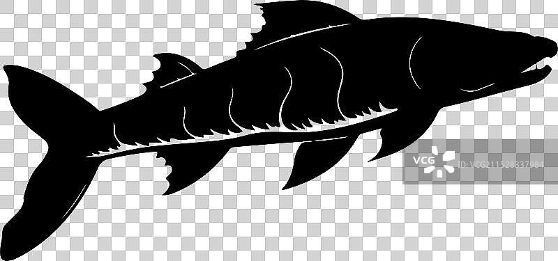 苍白鲟鱼轮廓在白色背景上图片素材