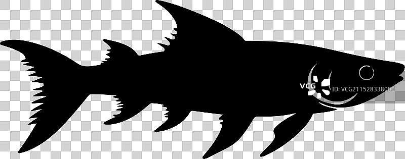 苍白鲟鱼轮廓在白色背景上图片素材