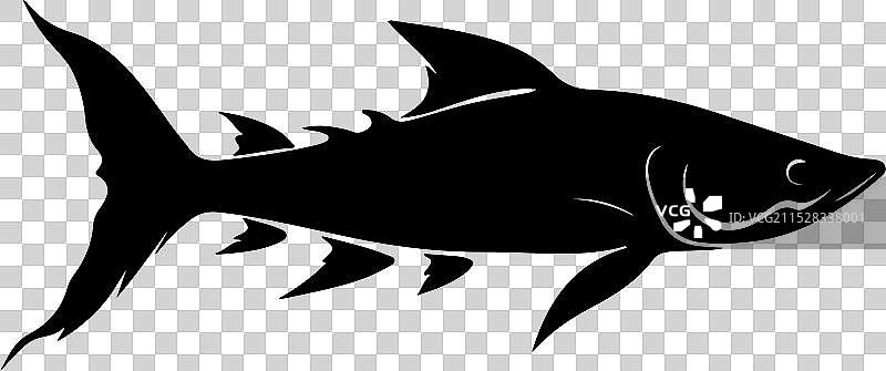 苍白鲟鱼轮廓在白色背景上图片素材