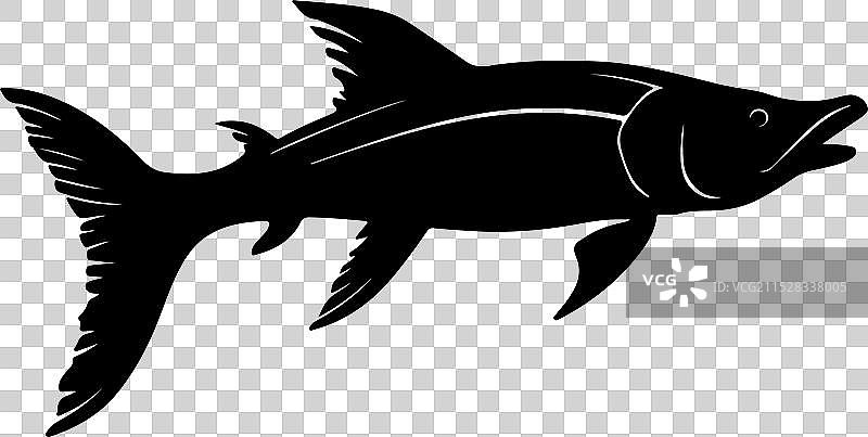 苍白鲟鱼轮廓在白色背景上图片素材