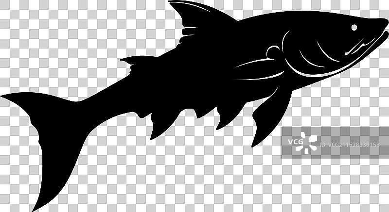 苍白鲟鱼轮廓在白色背景上图片素材