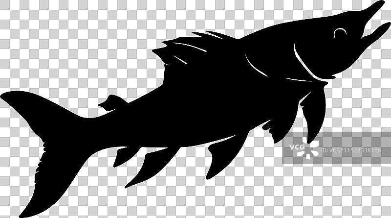 苍白鲟鱼轮廓在白色背景上图片素材