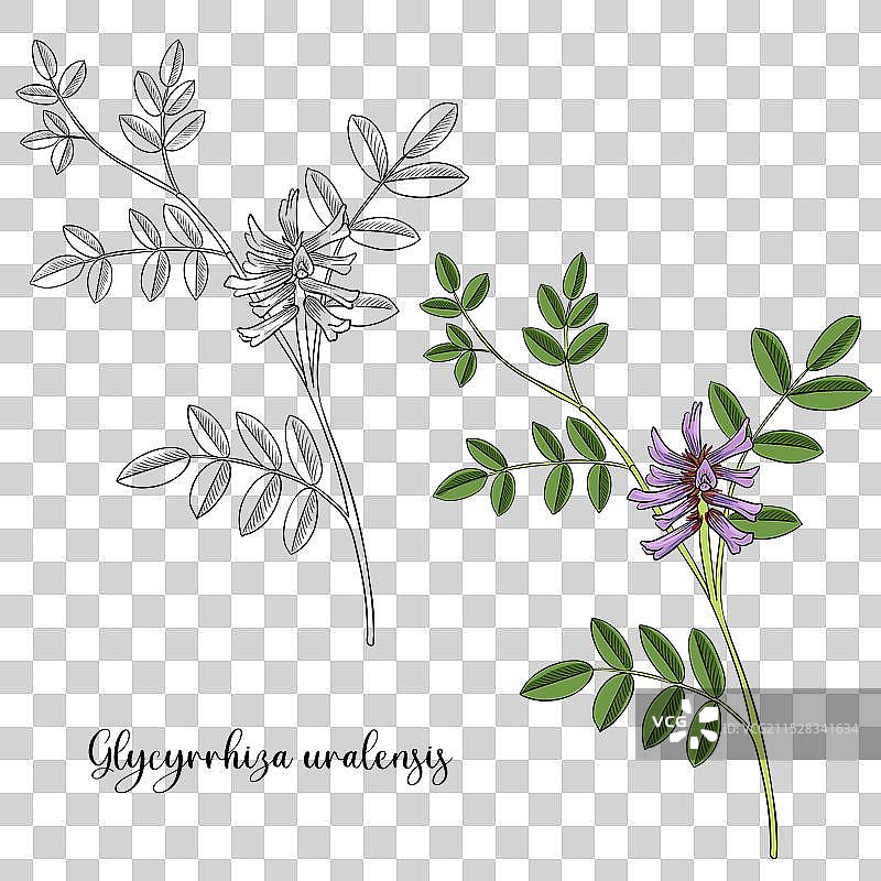甘草植物的图绘图片素材