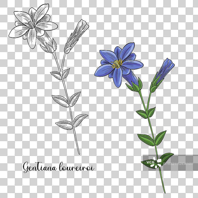 龙胆花（Gentiana loureiroi）的植物图绘图片素材