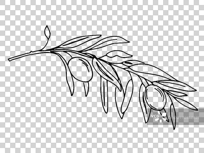 带有橄榄的橄榄枝，背景为白色图片素材