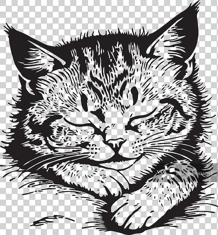 黑白色的睡猫图片素材