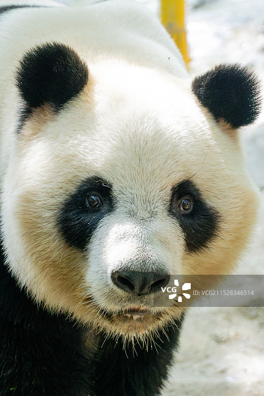 大熊猫 酷酷 长隆野生动物世界 熊猫三胞胎 野生动物 动物园 濒危物种 国一保护动物 广州图片素材