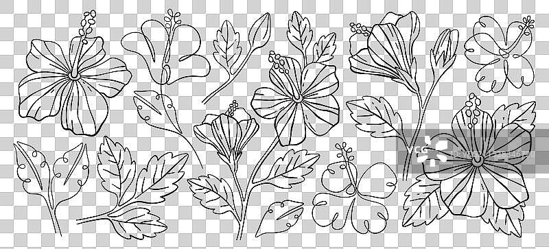 夏威夷丛林中的木槿花盛开图片素材