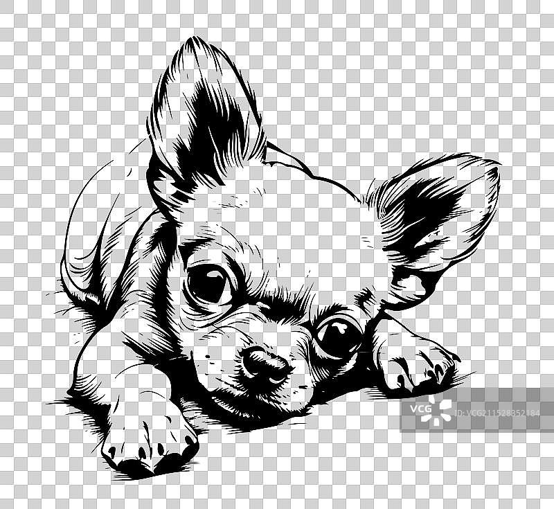 手绘的吉娃娃肖像狗图片素材