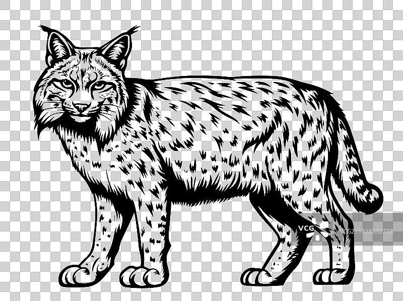 猞猁睡觉的素描图像肖像图片素材