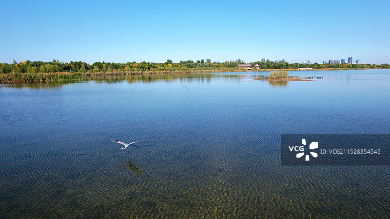 石家庄滹沱河的水鸟图片素材