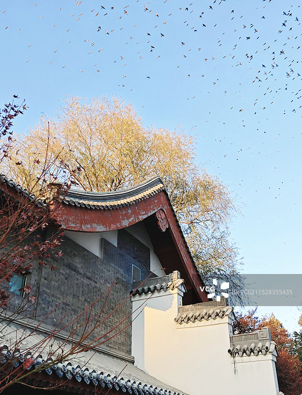 紫竹院公园-惊起一滩鸥鹭图片素材