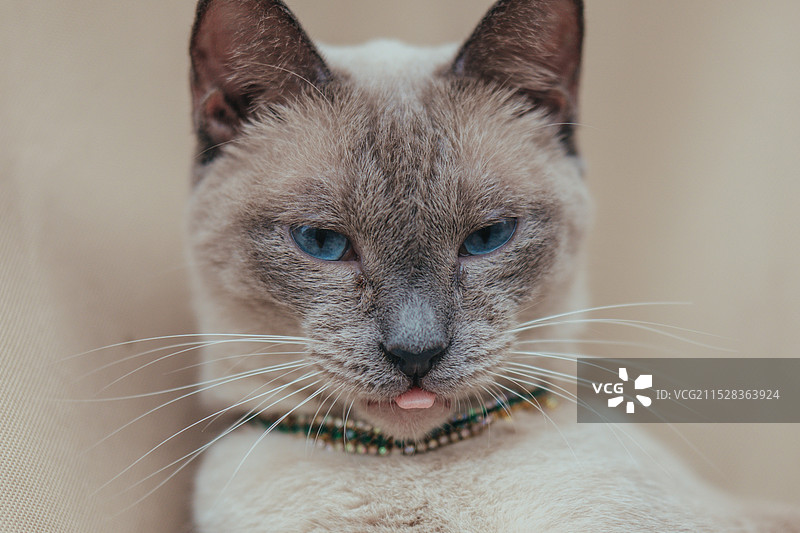 暹罗猫图片素材