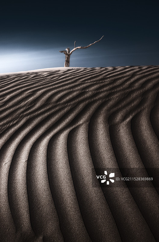 律动的枯木图片素材