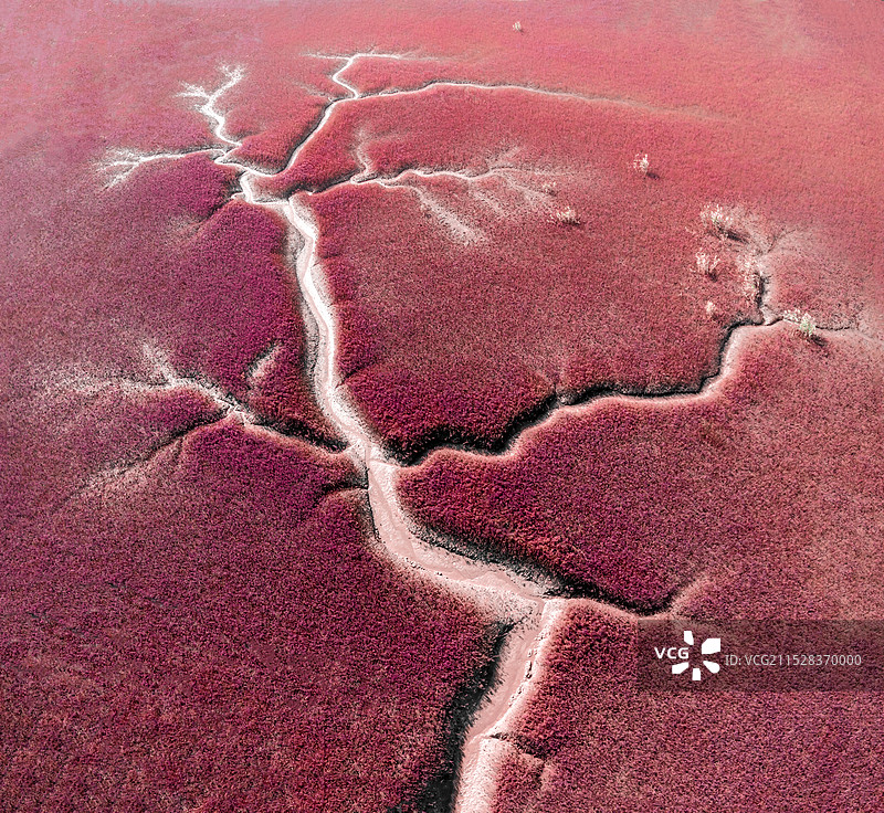 生命之树（盘锦红海滩）图片素材