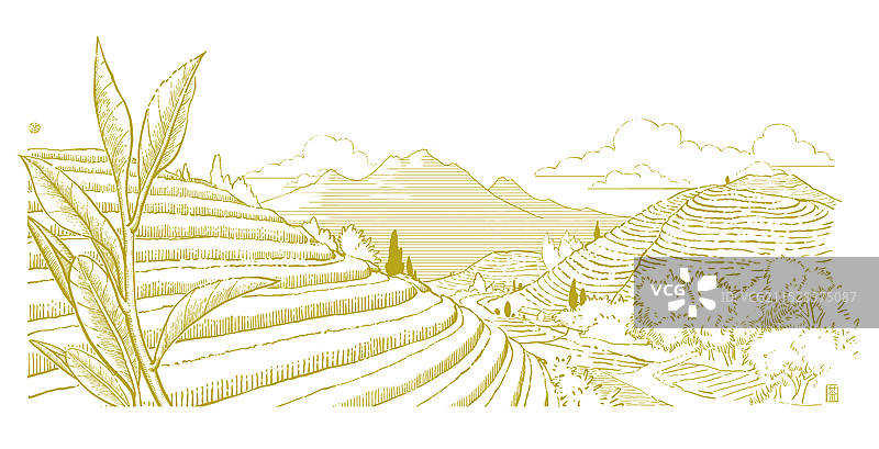 茶文化茶叶茶园版画风插画图片素材