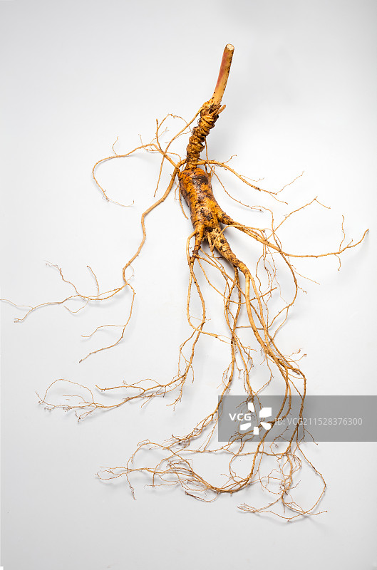 东方中草药用根植物，鲜人参，野山参图片素材