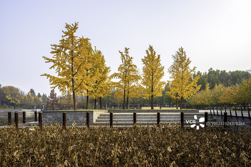 北京大望京公园秋色图片素材