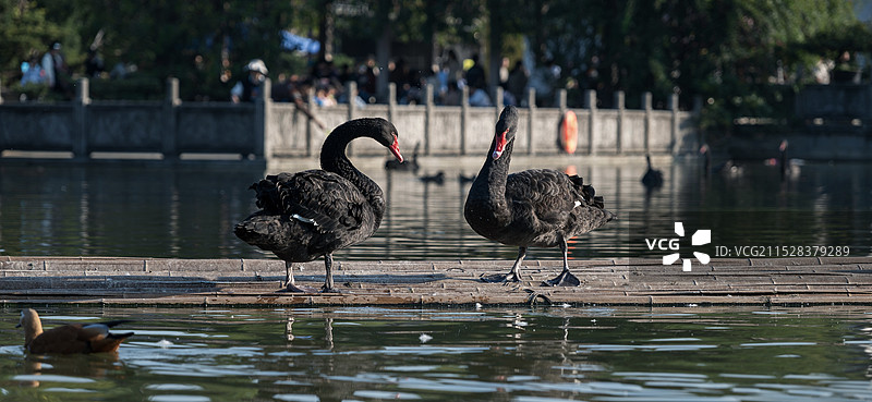 南昌天香园天鹅湖里的鹅图片素材