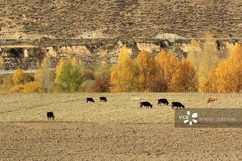 甘孜县图片素材