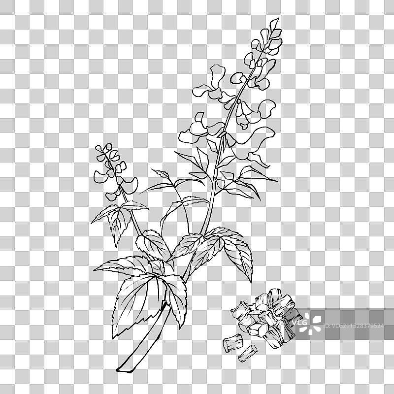 丹参手绘中药材水彩插画图片素材