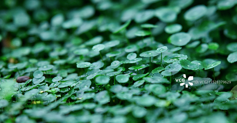 绿色植物特写图片素材