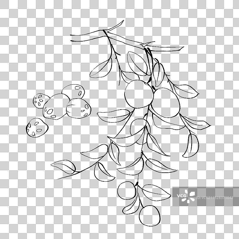 酸枣手绘中药材水彩插画图片素材