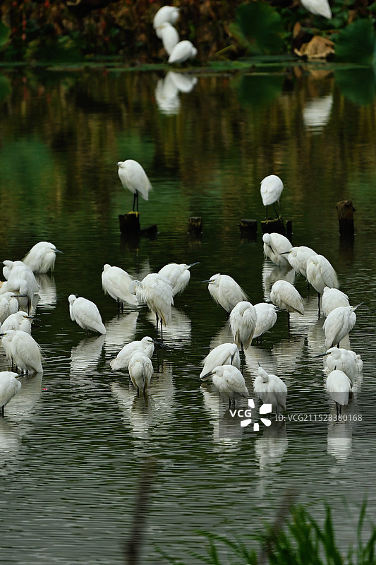 西溪湿地秋日候鸟迁徙图图片素材