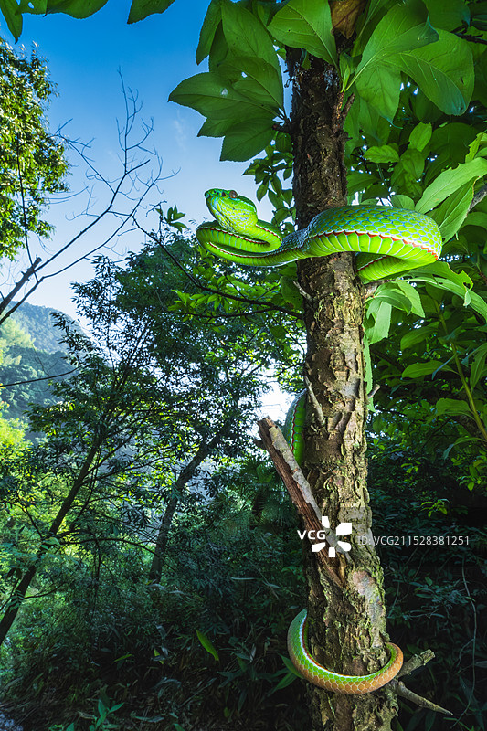 飞龙在天（福建竹叶青）图片素材